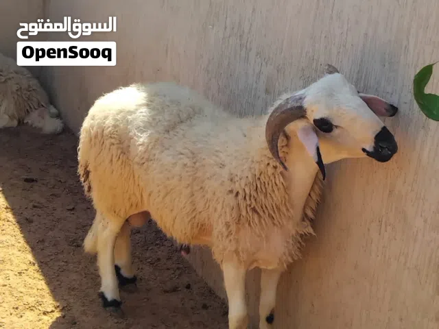 السلام عليكم ورحمة الله وبركاته يوجد خروف للعيد ربي يبارك  حاجة صح مافيشي اي عيب خالي من العيوب