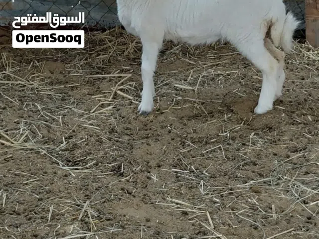رخله حرى للبيع