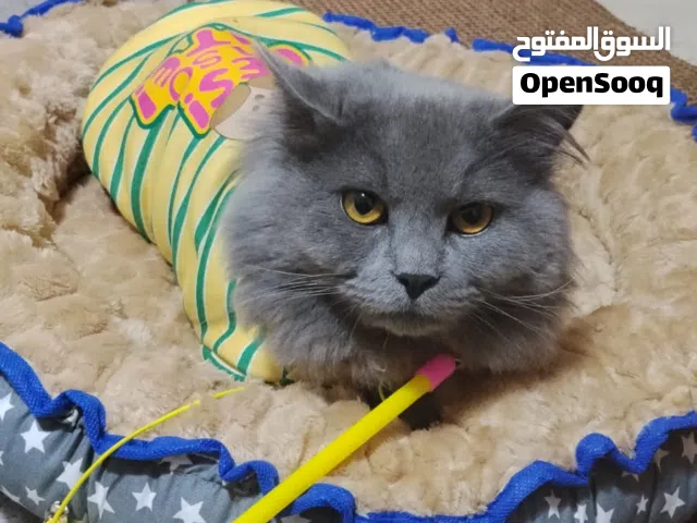 قط نوع هملايا