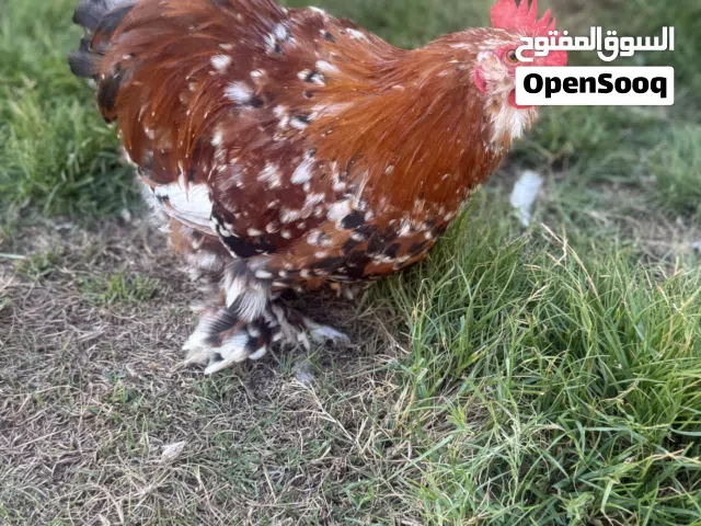 فروج استرالي زهري