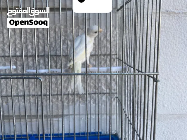طيور كنار للبيع