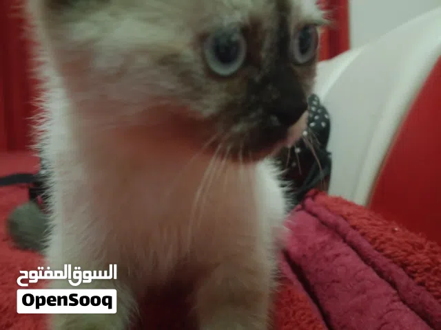 قط هيمالايا