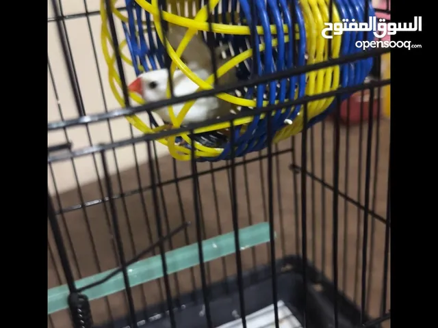 قفص كامل للبيع