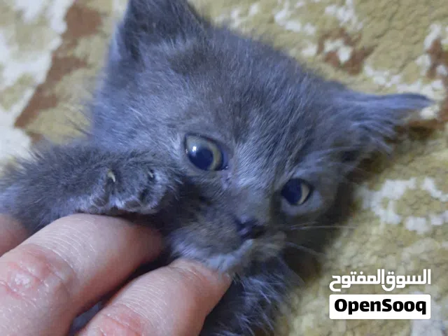 3 قطط لتبني ذكور