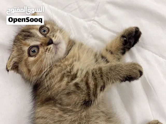 قطة انثى سكوتش فولد العمر شهرين ونص المبلغ 45 بصحة ممتازة و جاهزة للانتقال الى منزل جديد  بلون البني