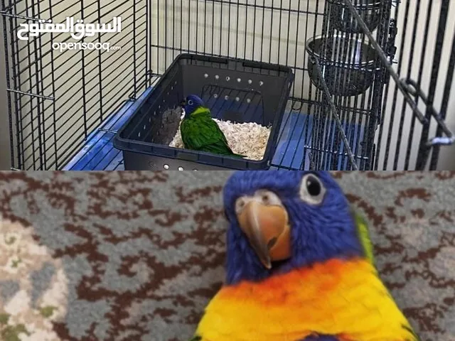بغبغاء الوري للبيع فقط