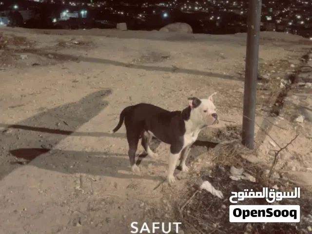 اميركان بولي عمر سنه اليف ولعوب