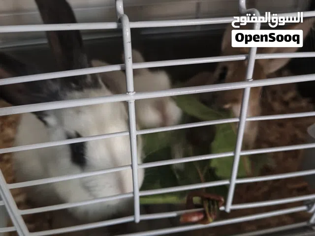ارانب منزليه