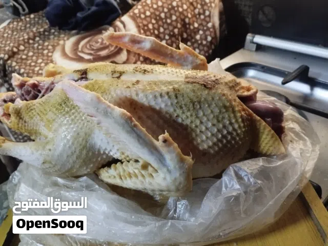ذكر بط كبير مذبوح ومنظف وجاهز للطبخ