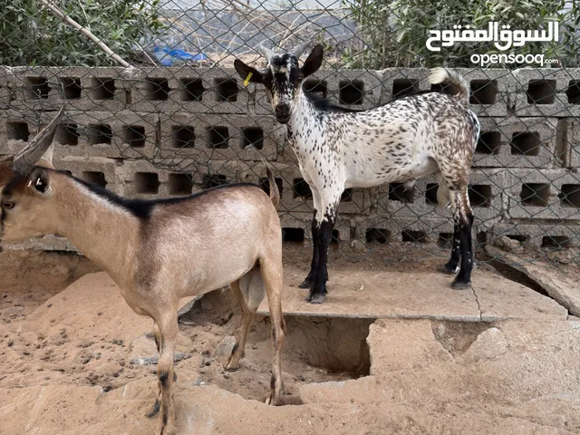 Goats UAE And Oman Mix