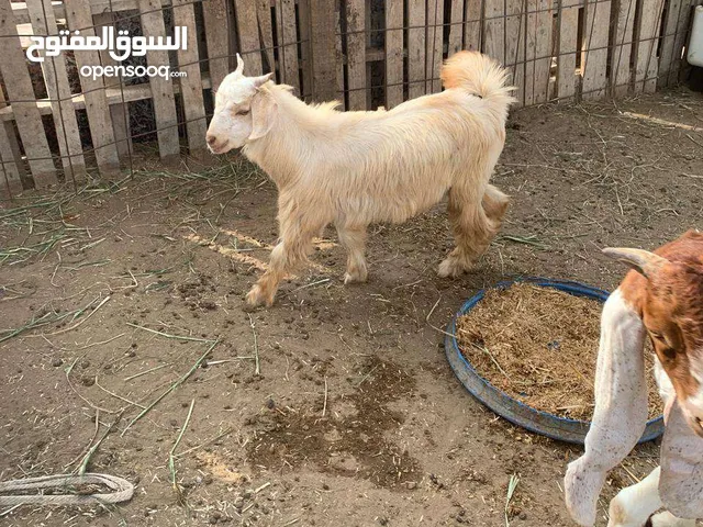 تيس عماني للبيع