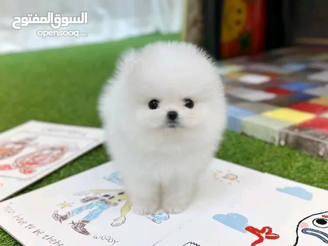 pomeranian Puppies for sale