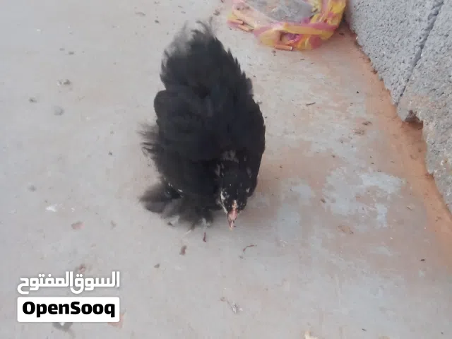 سلام عليكم دجده استورلي الله يبرك