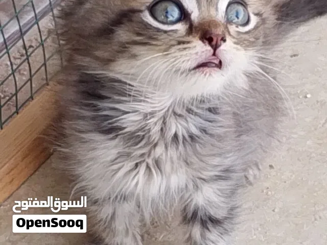 ذكر سكوتش فولد