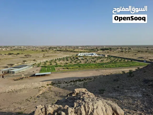 مزرعه في المضيبي