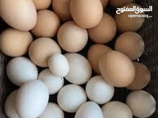 بيض حبش وبيض براهما وبيض بلدي مخصب