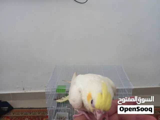 ببغاء كوكتيل مروض فل مفطوم