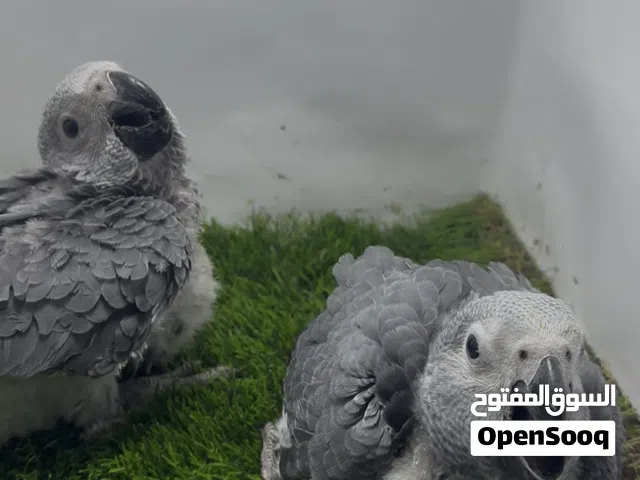 فرخ كاسكو جامبو