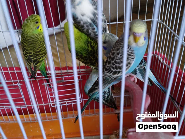 عصافير حب الوان زاهية أصوات جميلة اسعار مناسبة