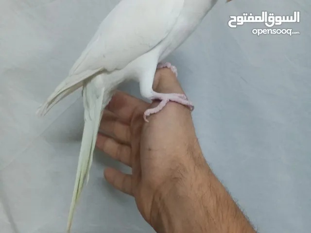 ببغاء الدرة الأبيض الملكي الأميز والأندر في طفرات الدرة عجينة باليد متفاعل متكلم تابع الوصف بدقة