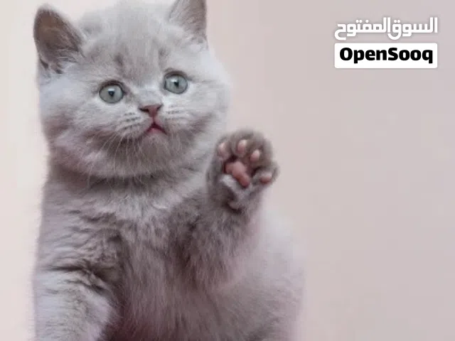 Want a Kitten A cat