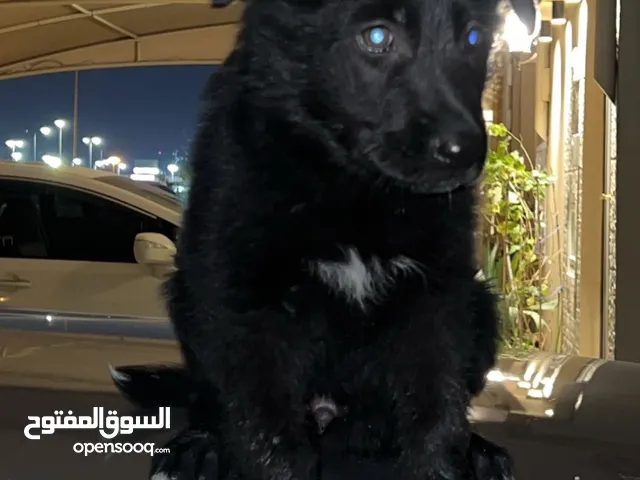 للبيع جرو جيرمن بلاك جاك