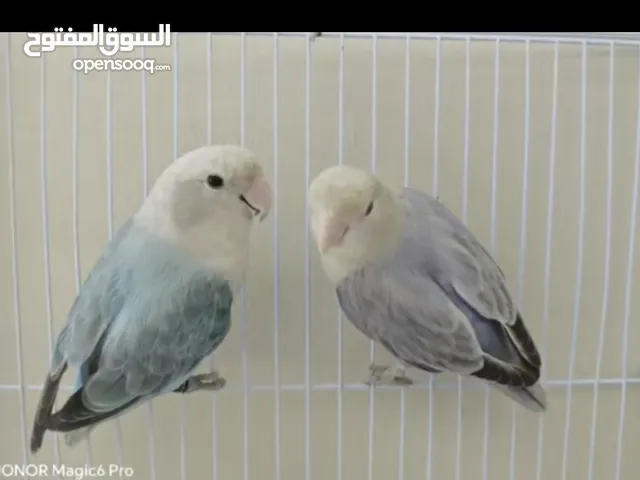 بغبا الوحدة 14 ريال.