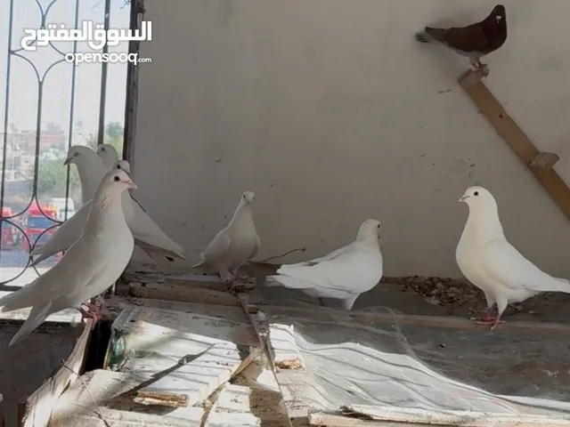 حمام فرنسي جواز شغلات