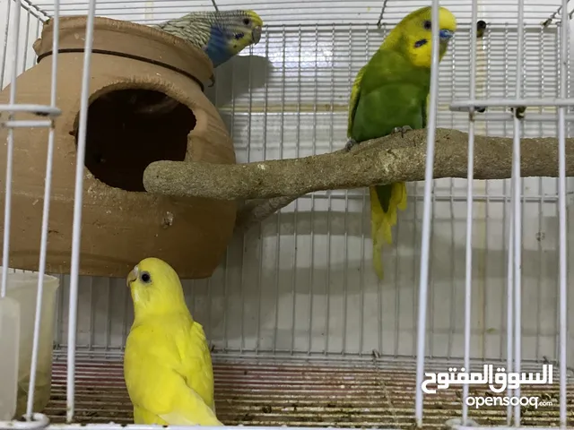 باجي من تجين ثلاث مرات ويا واحد فرخ
