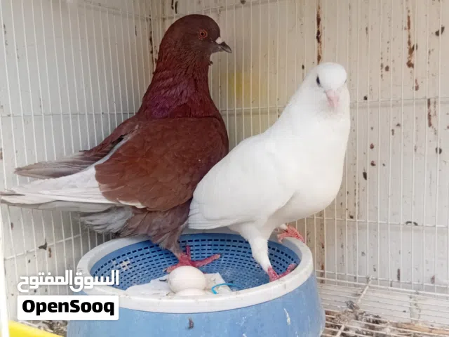زوج لاحم حجم ممتاز