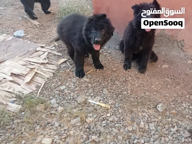 للبيع او البدل مع اغنام أو طيور