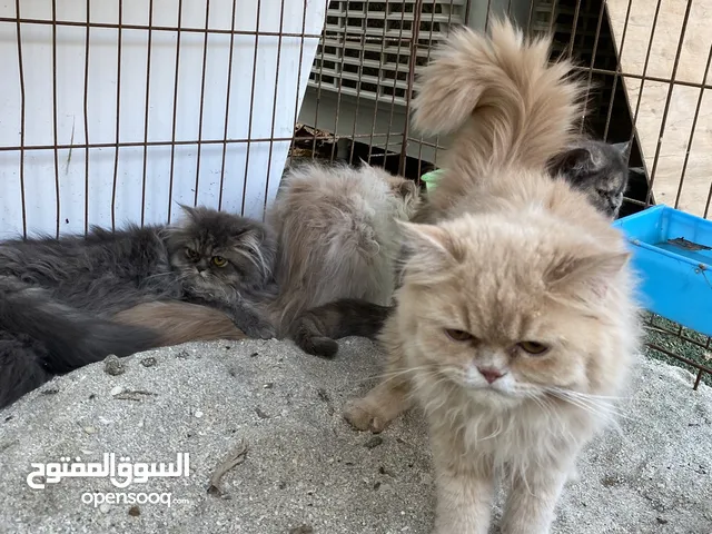للبيع قطط شيرازي