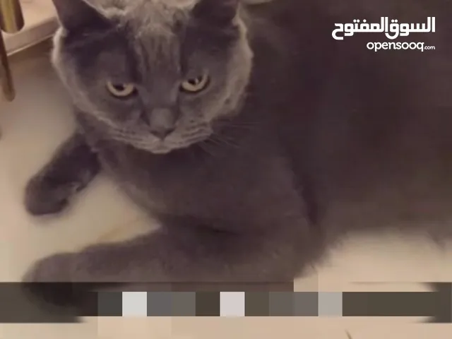 قط للبيع بريطاني