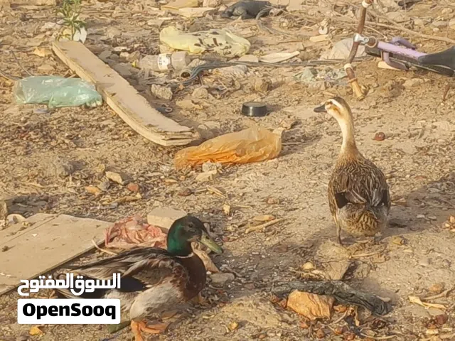 خضيري للبيع في بغداد
