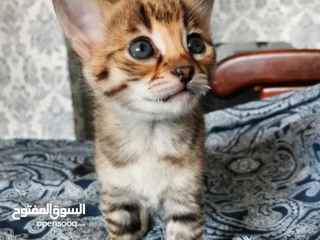 قطط بنغالية صغيرة جميلة متاحة