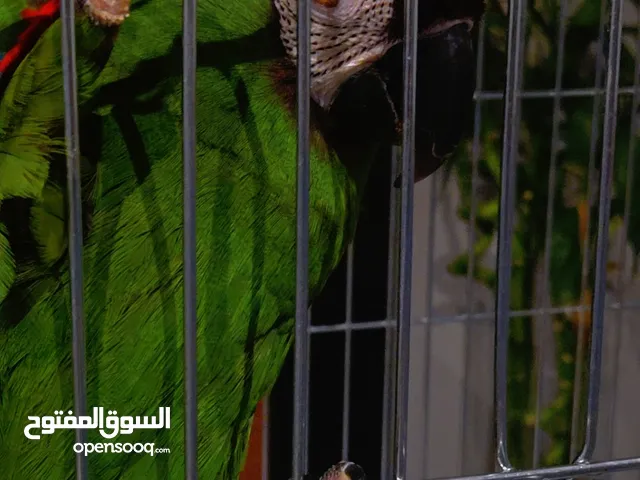 مني مكاو ربوه