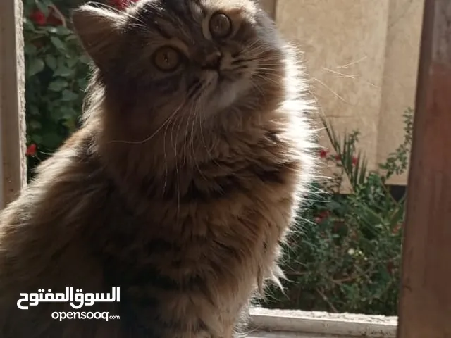 قطة شيرازي عمر 8اشهر