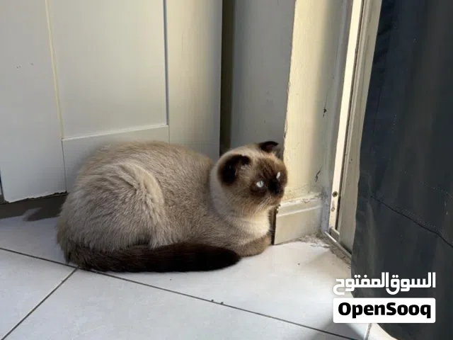 Scottish Cat - Male