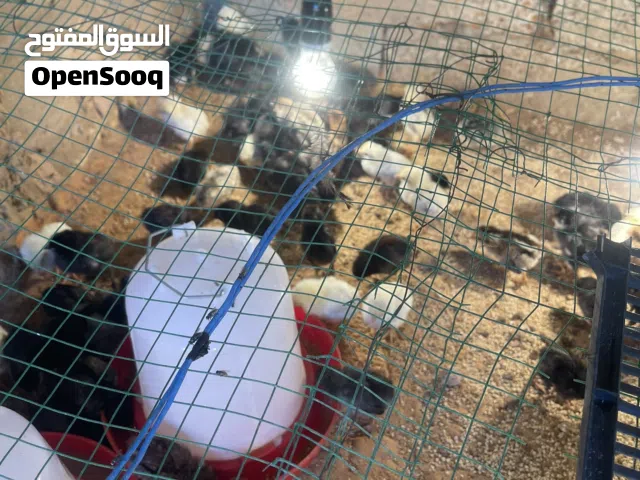 كتاكيت العمر 5 ايام