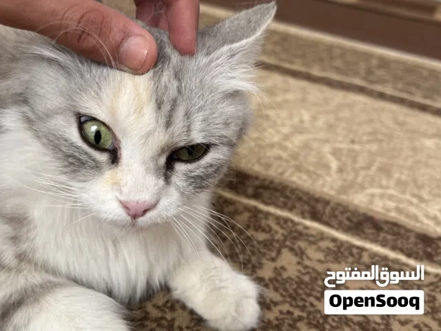 قطوس للبيع