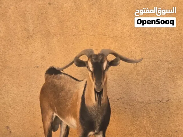 بيع وشرا وعرض جميع المواشي