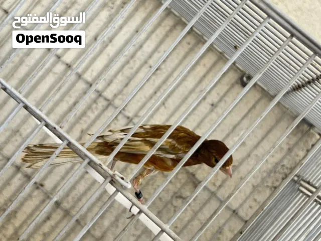 جواز كنار للبيع