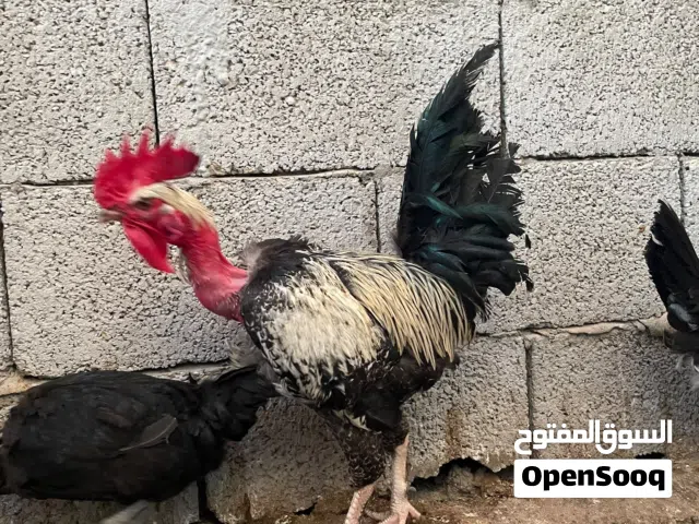 ديوك عربيات مصراتة الغيران
