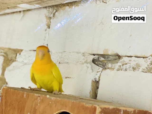كوبيه ربي يبارك السعر ساوم بي القدو