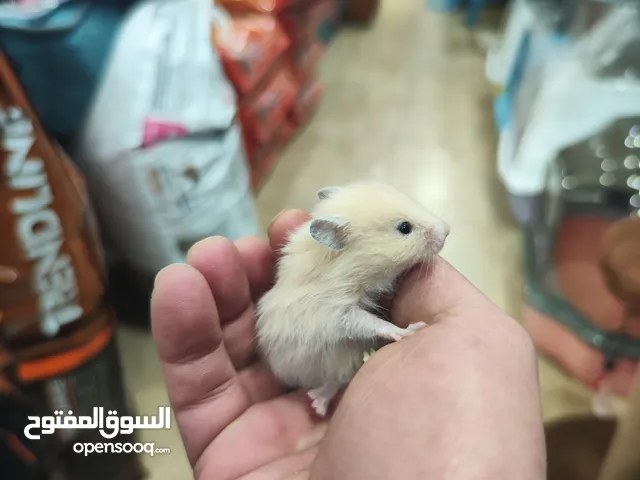 هامستر مطعم انتاج مزارع وبر خفيف