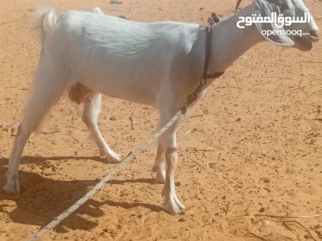 عناق للبيع