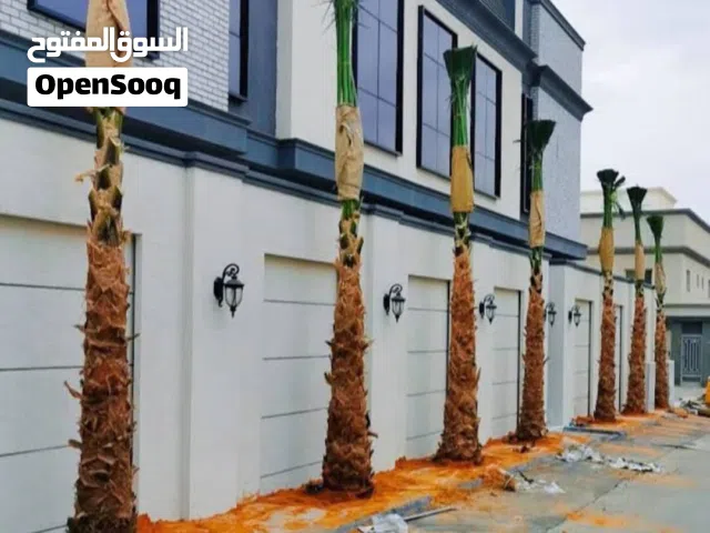 نخل واشنطن زينه أمريكي