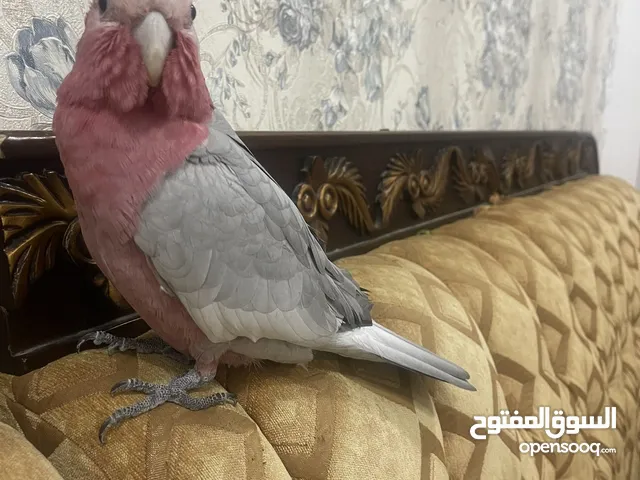 كوكاتو جالا