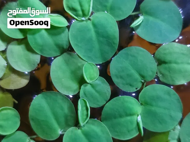 redroot floating aquatic plants