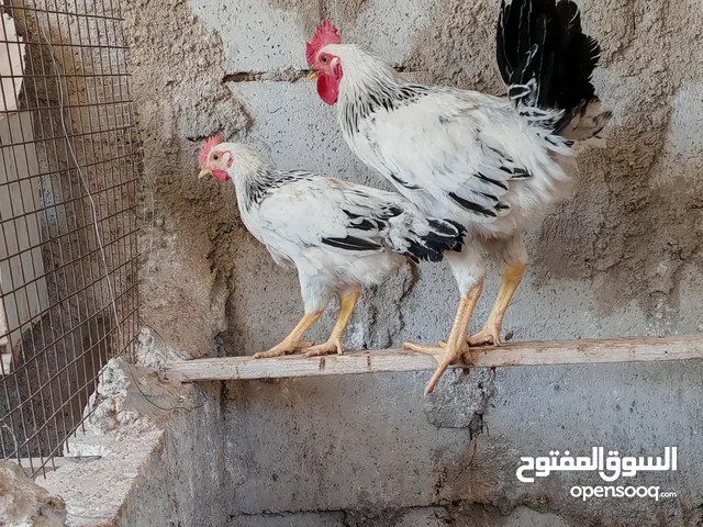 ديكين سايكس